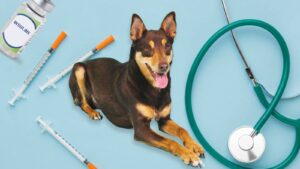 diabète chien