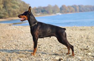 doberman santé chien