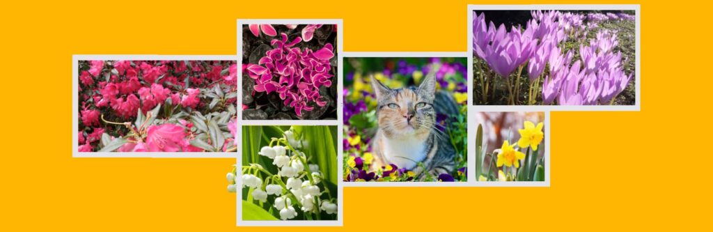 fleurs dangeuresue chats