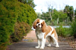 cavalier king charles