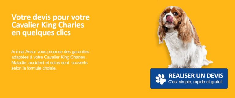 devis cavalier king charles assurances