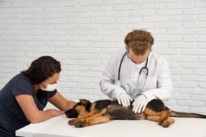 chien torsion estomac