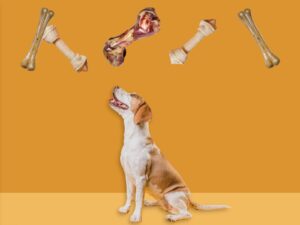 donner un os a son chien