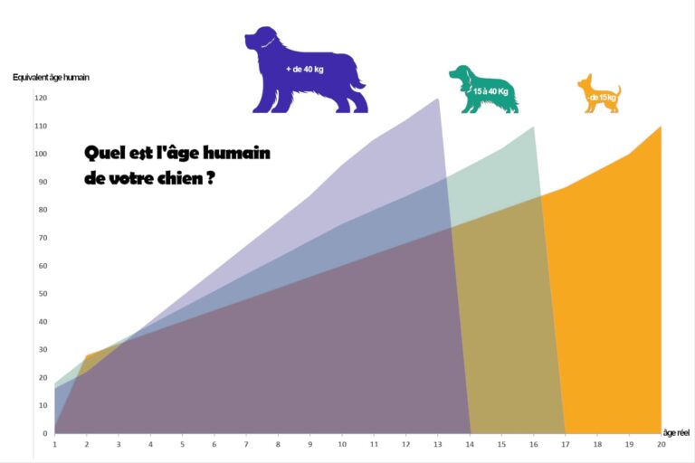 age humain chien correspondance