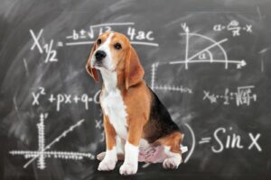 age humain chien