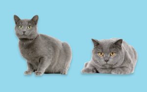 chat charteux assurance