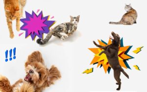 conseils chien chat bonne santé