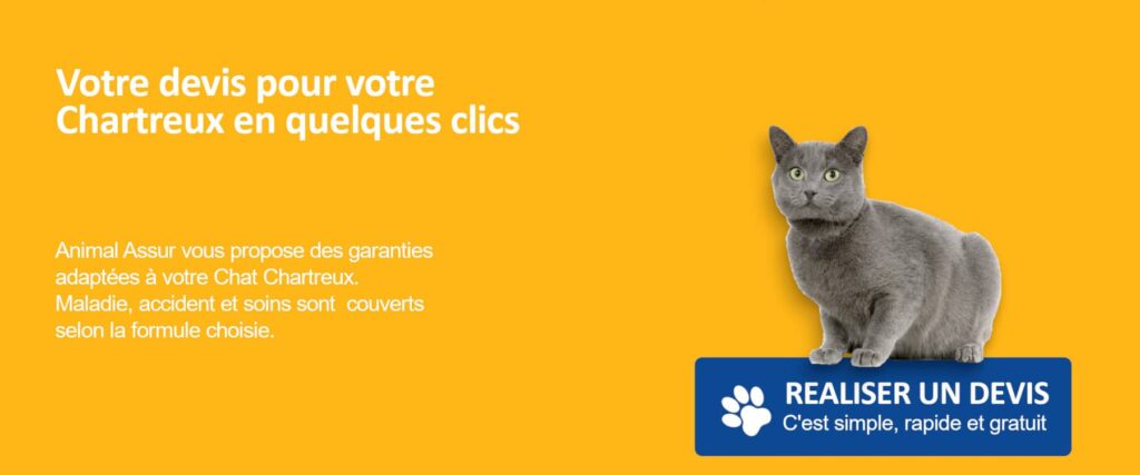 devis chat chartreux assurance
