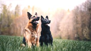 assurance berger allemand