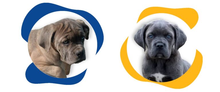 prix chiot cane corso