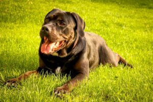 cane corso assurance
