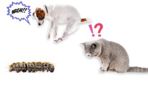 chenille processionnaire chien chat