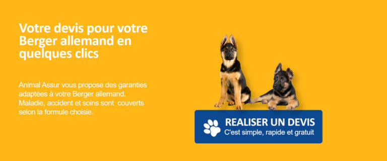 devis berger allemand