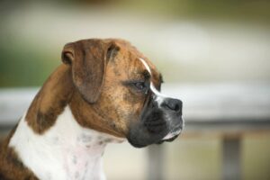 assurance chien boxer
