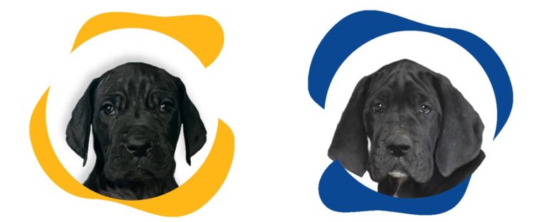 chiot dogue allemand prix