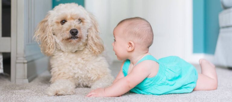 enfant race chien