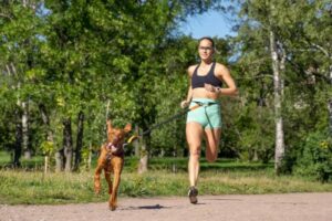 canicross chien