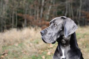 dogue allemand assurance