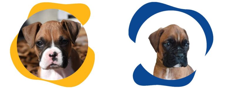 prix chien boxer