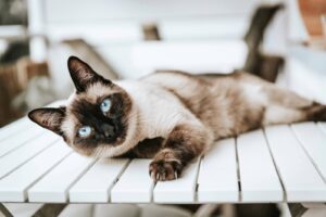 chat siamois assurance