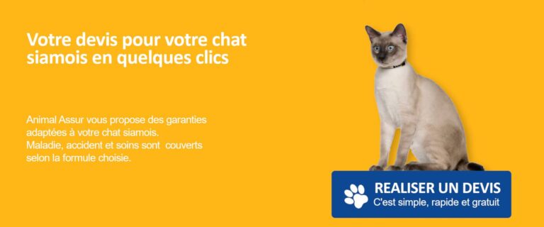 devis chat siamois assurance
