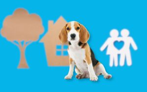 préparer arrivée chiot
