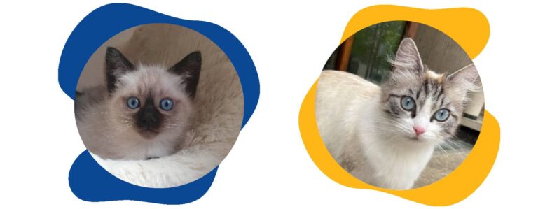 prix chat siamois