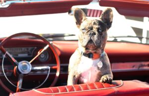 transporter son chien en voiture
