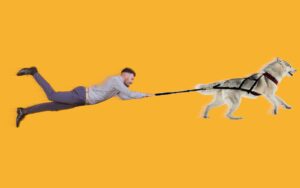 chien tire sur sa laisse