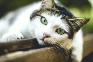 sida du chat
