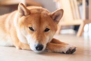 shiba inu chien