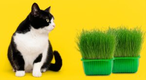 herbe à chat