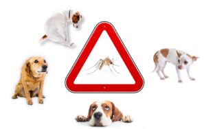 maladie chien moustique