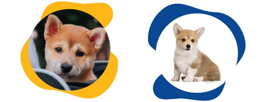 prix shiba inu chiot