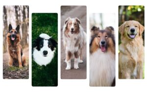 top 5 races chiens faciles éduquer