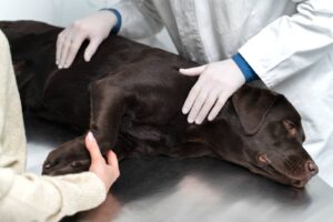 epilepsie chien