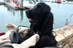 assurance cocker