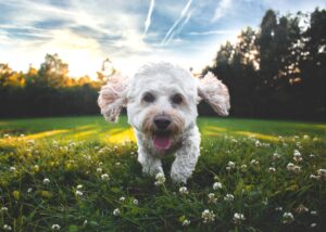 caniche assurance