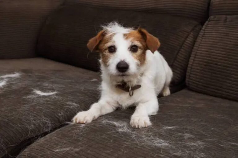 chien qui perd poils