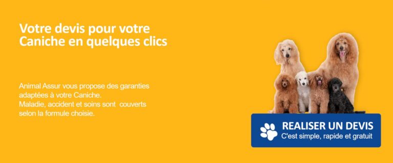 devis assurance caniche