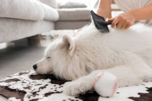perte poils chien