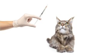 vaccin chat