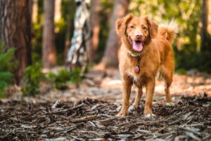 chien automne santé