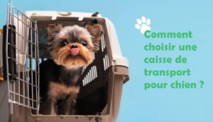 cage transport pour chien