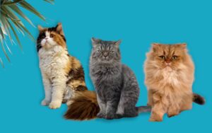 chat persan assurance