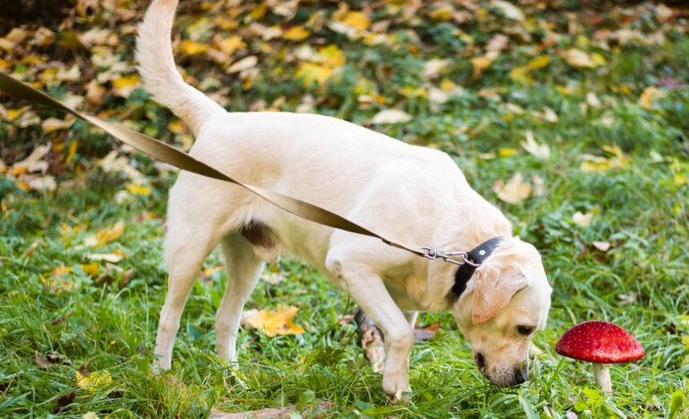 danger chien automne