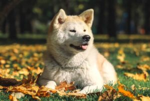 akita assurance chien