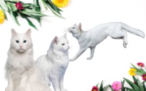 chat angora turc assurance