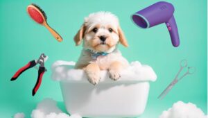 geste hygiene chien