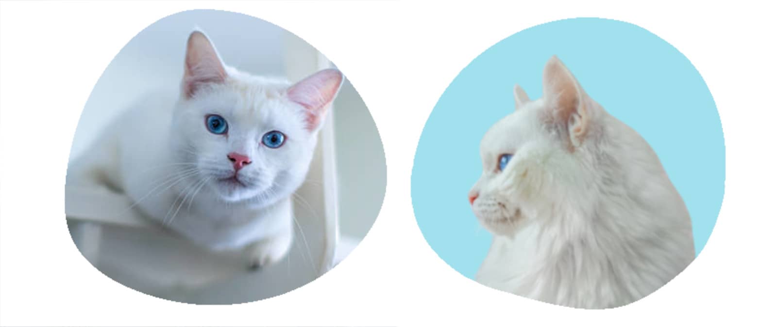 Angora turc : origines, caractère, maladies et prix - Animal Assur
